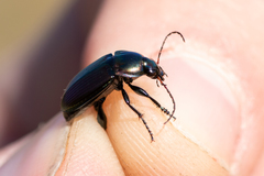 Poecilus versicolor