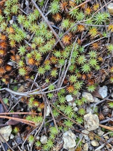 Star Moss