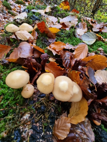 Kuehneromyces mutabilis observed 2026-10-25