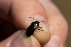 Poecilus versicolor