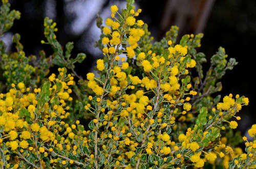 Image of Acacia glandulicarpa by (c) gmgoods, some rights reserved (CC BY)