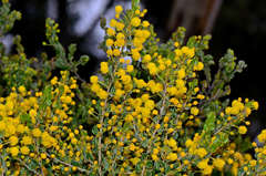 Acacia glandulicarpa