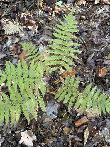 Amauropelta noveboracensis, 2026-10-25