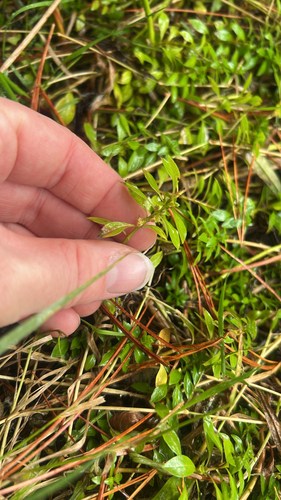Ludwigia palustris observed 2026-10-25