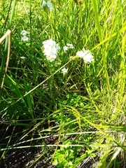 Plagiobothrys hirtus