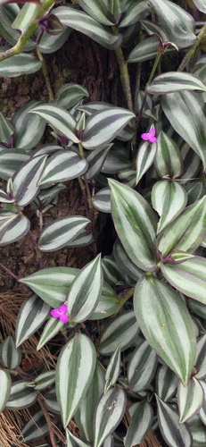 Tradescantia zebrina observed 2026-10-25