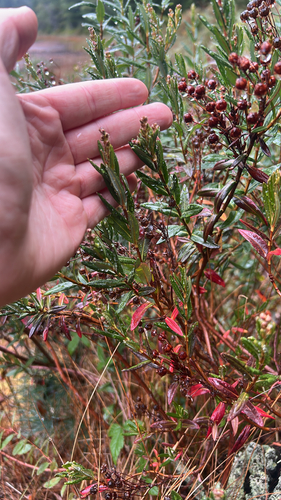 Kalmia polifolia observed 2026-10-25