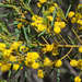 Acacia × grayana - Photo (c) gmgoods, algunos derechos reservados (CC BY), subido por gmgoods