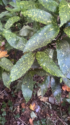 Aucuba japonica observed 2026-10-19