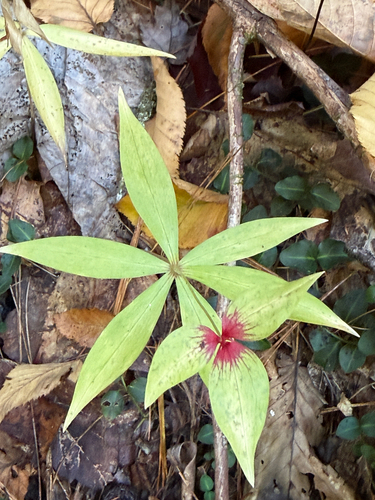 Medeola virginiana observed 2026-10-25