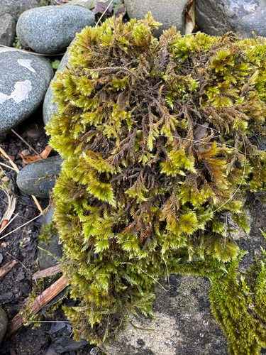 Homalothecium sericeum observed 2026-10-21