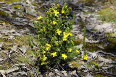 Hibbertia prostrata