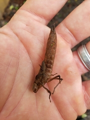 Boyeria vinosa