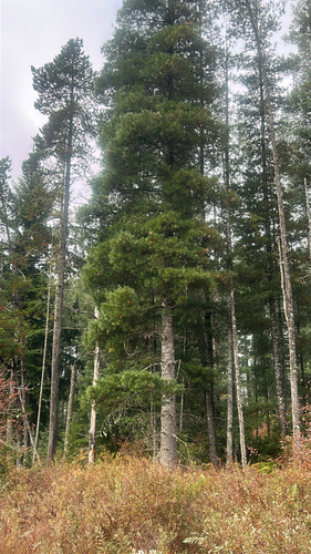 Pinus monticola observed 2026-10-25