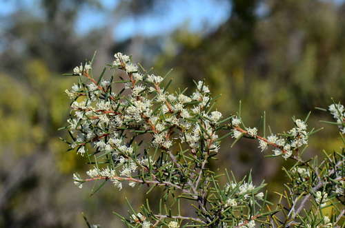 Image of Hakea rugosa by (c) gmgoods, some rights reserved (CC BY)