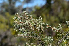 Hakea rugosa