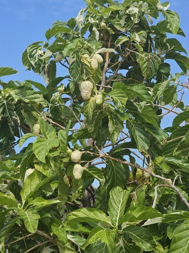 Morinda citrifolia observed 2026-10-25
