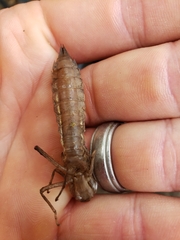 Boyeria vinosa