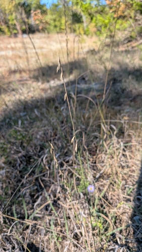 sideoats grama
