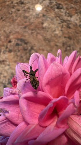 Spiny Assassin Bug