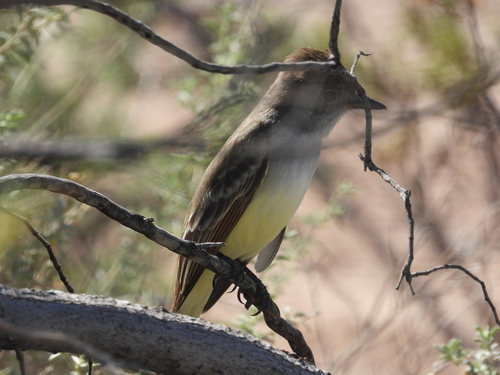 Ash-throated Flycatcher