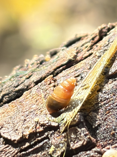 Cochlicopa lubrica observed 2026-10-25