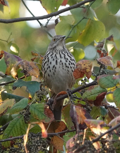 Brown Thrasher