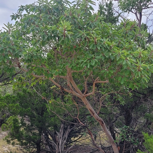 Arbutus xalapensis observed 2026-10-25