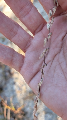 sideoats grama