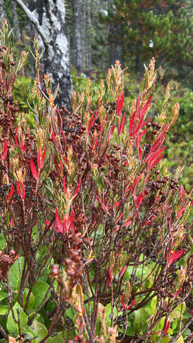Kalmia polifolia observed 2026-10-25