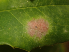 Golovinomyces sonchicola