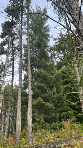 Pinus monticola observed 2026-10-25
