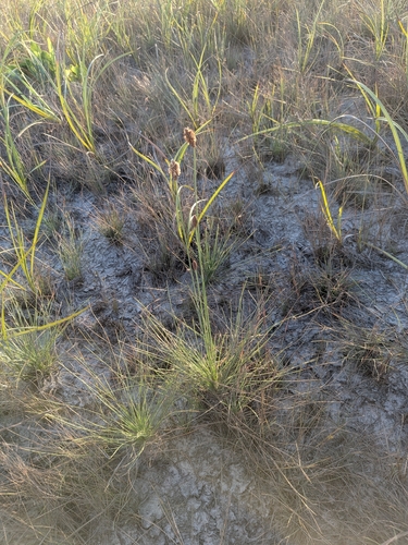 Bulbostylis observed 2026-10-25