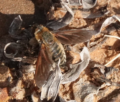 Lucifer observed 2026-10-25
