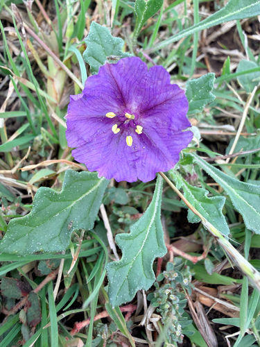 purple groundcherry