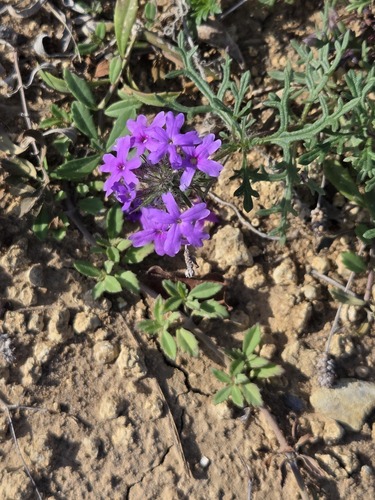 Dakota Mock Vervain