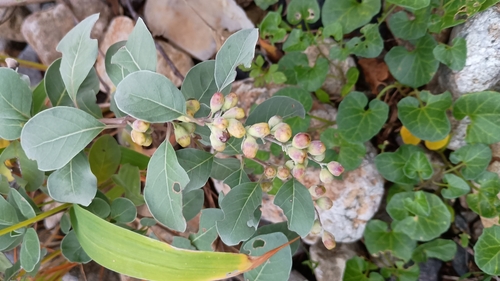 Vitex trifolia observed 2026-10-24