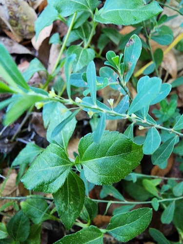 Smartweed Leafflower