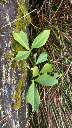 Menyanthes trifoliata observed 2026-10-25