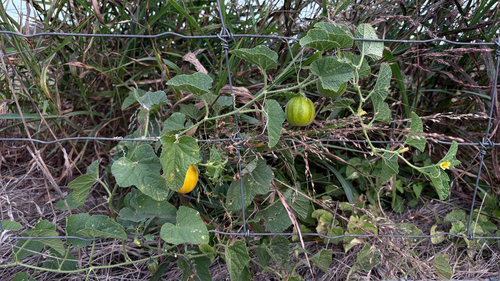 Cucumis melo observed 2026-10-25