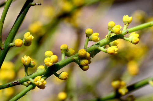 Image of Choretrum glomeratum by (c) gmgoods, some rights reserved (CC BY)
