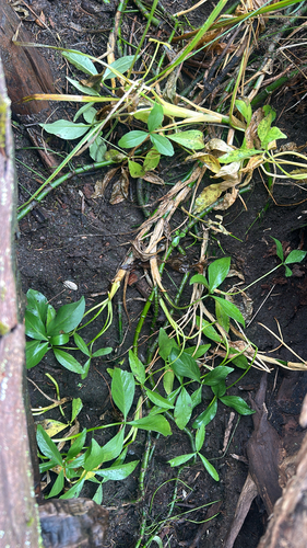 Menyanthes trifoliata observed 2026-10-25