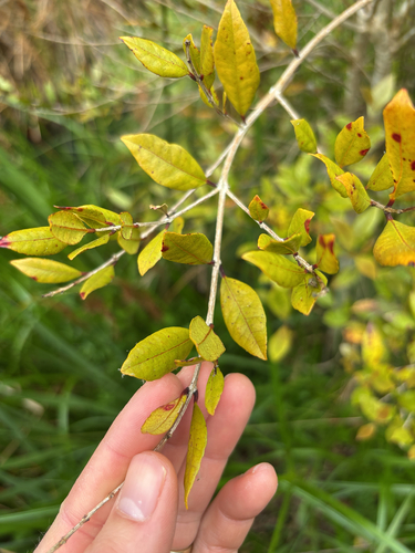 Syzygium observed 2026-10-26