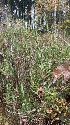 Kalmia polifolia observed 2026-10-25