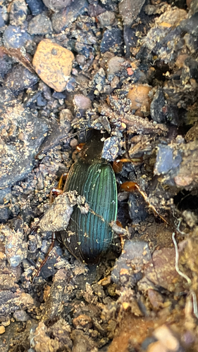Summer Harp Ground Beetle