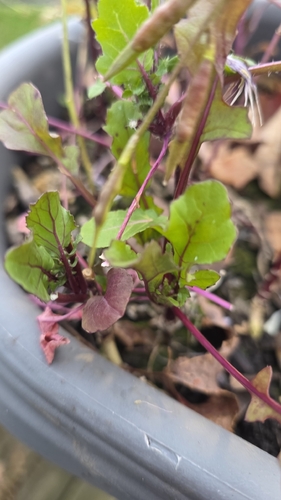 arugula
