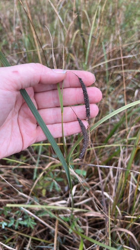 Carex aquatilis observed 2026-10-25
