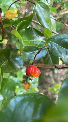 Eugenia uniflora observed 2026-10-25