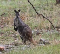 Osphranter robustus robustus