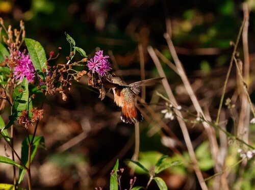Rufous Hummingbird